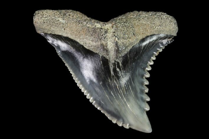 Hemipristis Shark Tooth Fossil - Virginia #96693